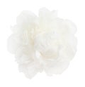 White peony flower isolated on white background. Royalty Free Stock Photo