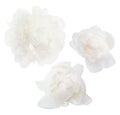 White peony flower isolated on white background. Royalty Free Stock Photo