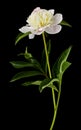 White peony flower isolated on black background close-up Royalty Free Stock Photo