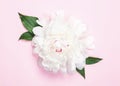 White peony flower and leaves on pastel pink background. Top view Royalty Free Stock Photo