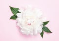 White peony flower and leaves on pastel pink background. Flat lay Royalty Free Stock Photo