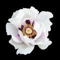 White peony flower macro photography isolated Royalty Free Stock Photo