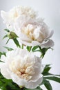 White peony flower. Macrophoto. Floral background Royalty Free Stock Photo