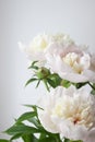 White peony flower. Macrophoto. Floral background Royalty Free Stock Photo