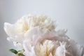 White peony flower. Macrophoto. Floral background