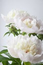 White peony flower. Macrophoto. Floral background Royalty Free Stock Photo