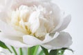 White peony flower. Macrophoto. Floral background Royalty Free Stock Photo