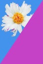 Abstract background with white peony and blue and purple triangles.