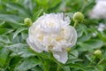 White peony flower in the summer garden after heavy rain Royalty Free Stock Photo