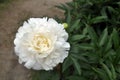 White peony flower in the summer garden.