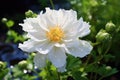 White peony flower with water drops on petals and green leaves, Beautiful white flower in the garden, AI Generated Royalty Free Stock Photo