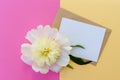 White peony flower on yellow and fuchsia colored background with