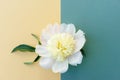 White peony flower on a yellow and green colored background with