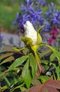 White peony flowerbud