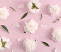 White peony flowers on a pastel pink background. Top view Royalty Free Stock Photo