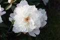 White peony in the garden in bloom