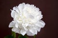 White peony with gentle delicate petals on the dark background.