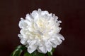 White peony with gentle delicate petals on the dark background.