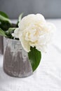 White peony in gray handmade cup