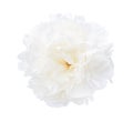 White  peony isolated on white background. Close-up Royalty Free Stock Photo