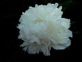 White peony, macro. White peony on a dark background. Royalty Free Stock Photo