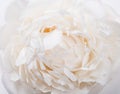 White peony petals closeup, summer flowers macro shot. Natural t Royalty Free Stock Photo