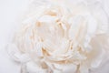 White peony petals closeup, summer flowers macro shot. Natural t Royalty Free Stock Photo