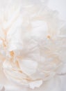 White peony petals closeup, summer flowers macro shot. Natural t Royalty Free Stock Photo