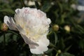 White Peony pink close-up