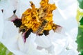 White peony, pion flower close up detail. Honey bee with curd on stained peon stamens. Bees collect pollen from Paeonia