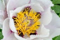 White peony tree closeup. Bees on flower_