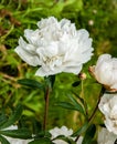 White peony in water drops after rain Royalty Free Stock Photo