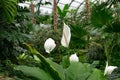 White perennial, tropical plants in the palm house of the botanical garden, Frankfurt am Main Royalty Free Stock Photo