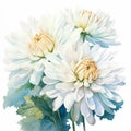 White Perfection: Watercolor Illustration Of Beautiful Chrysanthemum Flowers Royalty Free Stock Photo