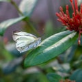 White, perhaps cabbage white butterfly on a green leaf