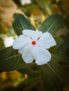 Portrait of White Periwinkle Flower