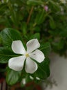 White periwinkle flower close-up in garden Royalty Free Stock Photo