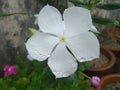 White Periwinkle Flower closeup Royalty Free Stock Photo