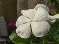White Periwinkle Flower closeup Royalty Free Stock Photo