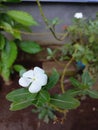 White periwinkle flower in the garden Royalty Free Stock Photo