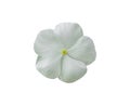 White periwinkle flower isolated on white background include clipping path Royalty Free Stock Photo