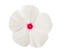 White periwinkle flower