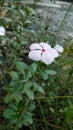 White periwinkle flowers bloom in the garden