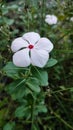 White periwinkle flowers bloom in the garden