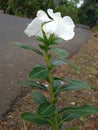 White periwinkle flowers species