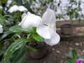 White periwinkle