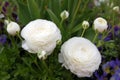 White Persian Buttercup