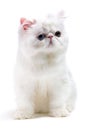 White persian cat Royalty Free Stock Photo