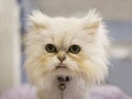 White persian cat