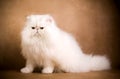 White persian cat Royalty Free Stock Photo